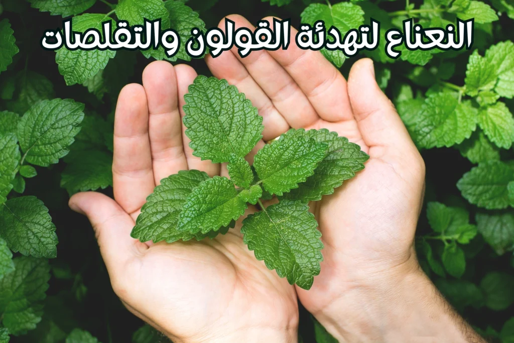 النعناع-لتهدئة-القولون-والتقلصات